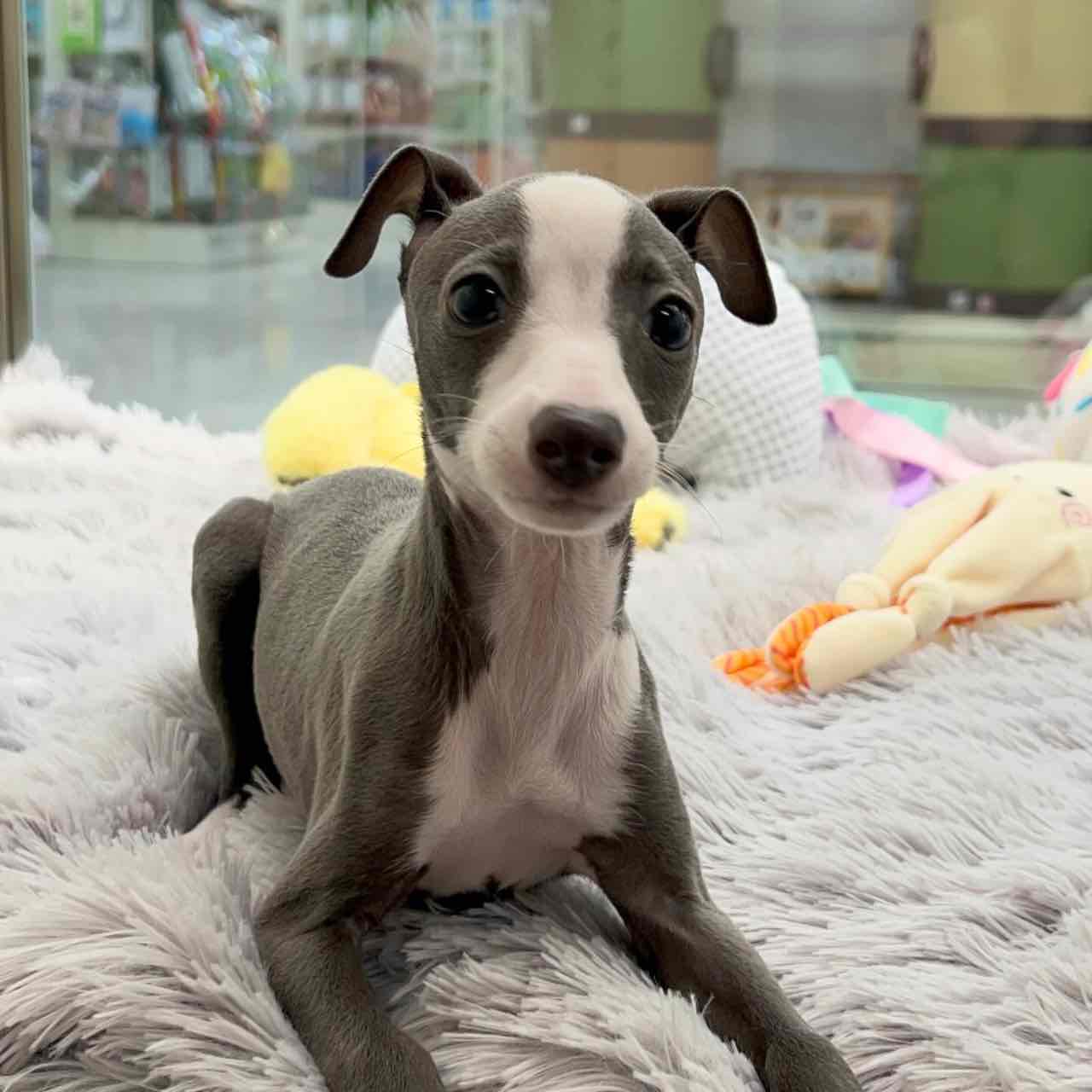 Italian Greyhound girl
