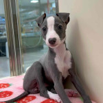 Italian Greyhound girl