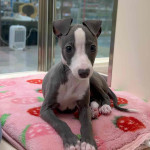 Italian Greyhound girl