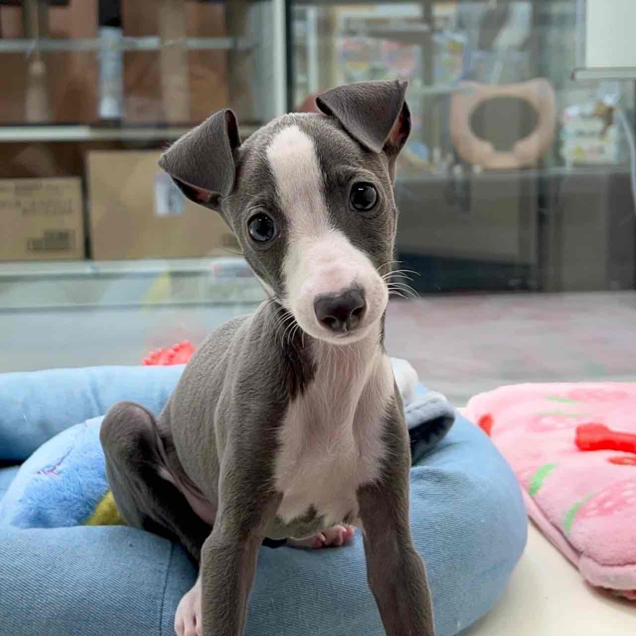 Italian Greyhound girl