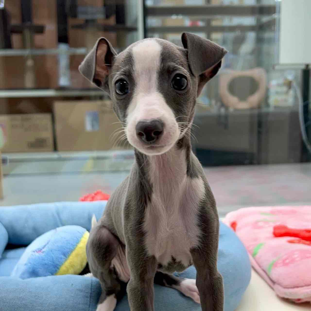 Italian Greyhound girl