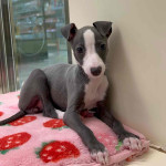Italian Greyhound girl