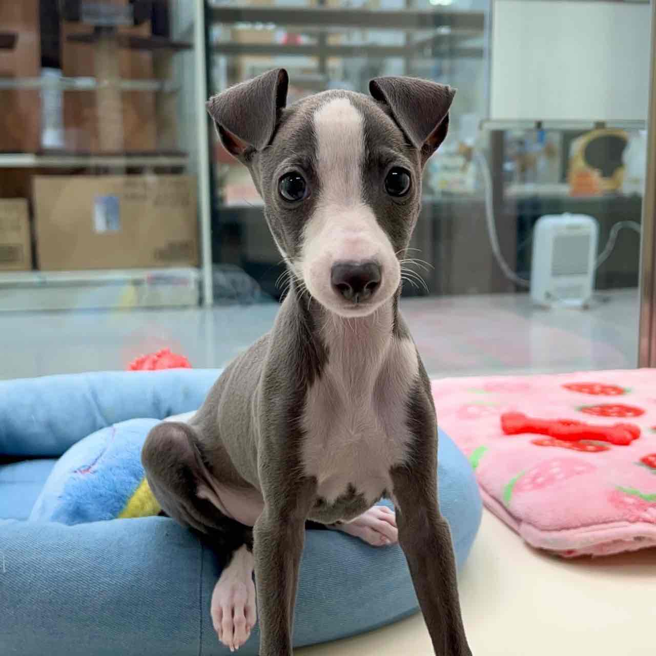 Italian Greyhound girl