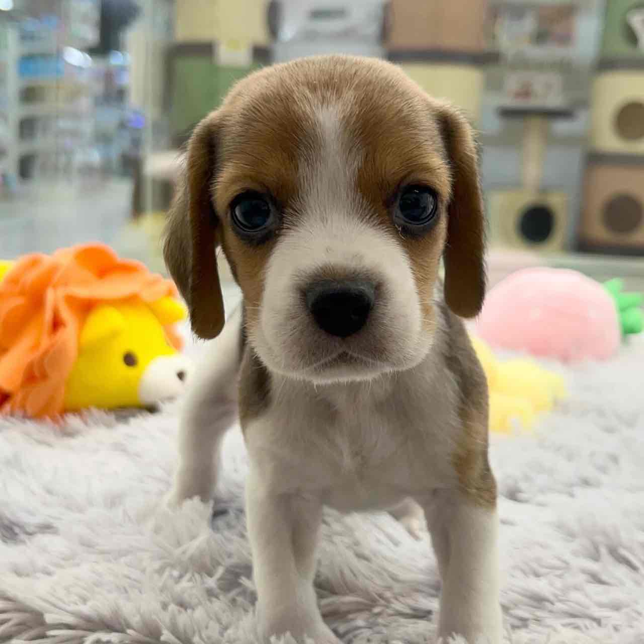 Beagle girl