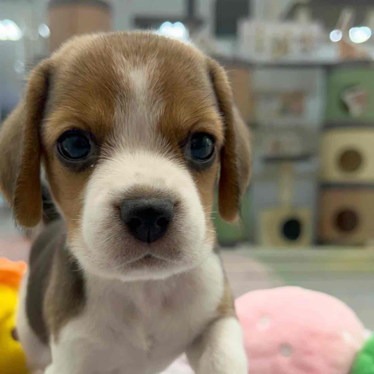 Beagle girl