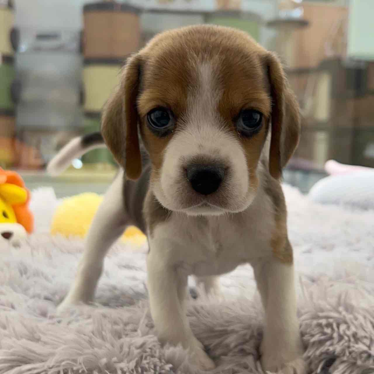 Beagle girl