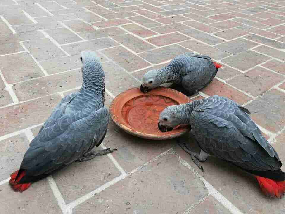 Baby African Grey parrot for sale