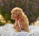 Maltipoo puppies looking for new homes