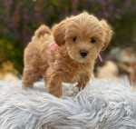 Maltipoo puppies looking for new homes