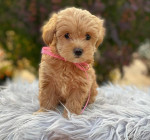 Maltipoo puppies looking for new homes