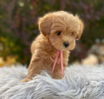 Maltipoo puppies looking for new homes
