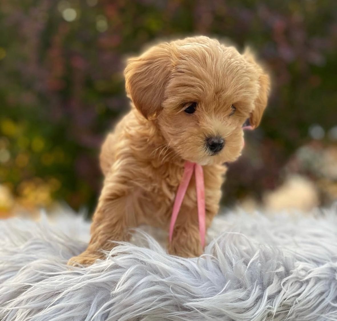 Maltipoo puppies looking for new homes