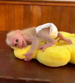 Capuchin lover's