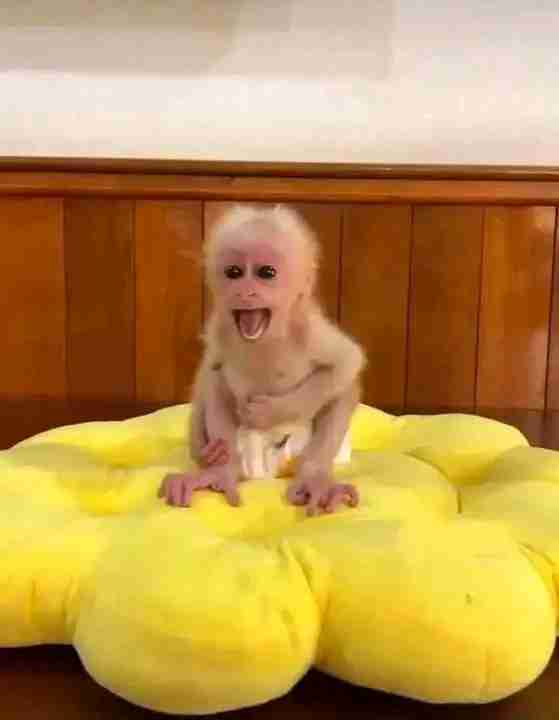 Capuchin lover's