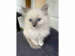 READY TO GO! Pure Ragdoll kittens ready to leave now