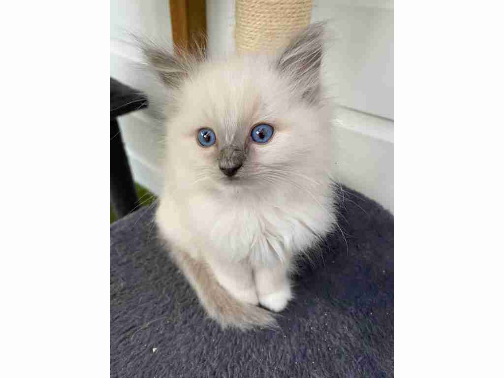 READY TO GO! Pure Ragdoll kittens ready to leave now