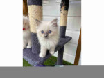 READY TO GO! Pure Ragdoll kittens ready to leave now