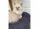 READY TO GO! Pure Ragdoll kittens ready to leave now