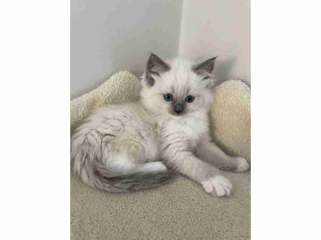 READY TO GO! Pure Ragdoll kittens ready to leave now