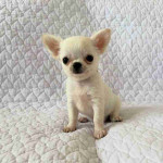 Chihuahua puppy