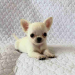 Chihuahua puppy