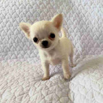 Chihuahua puppy