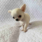 Chihuahua puppy