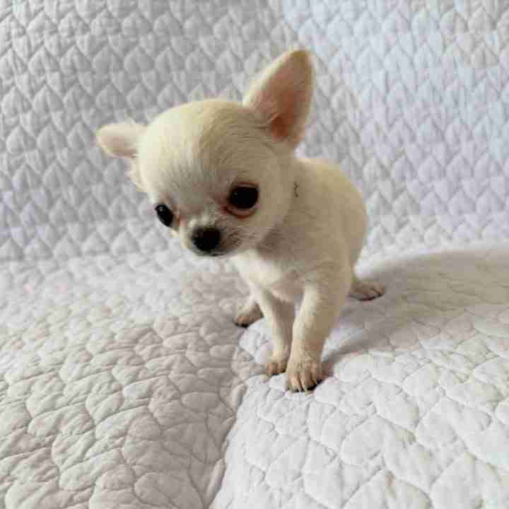 Chihuahua puppy