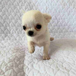 Chihuahua puppy