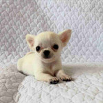 Chihuahua puppy