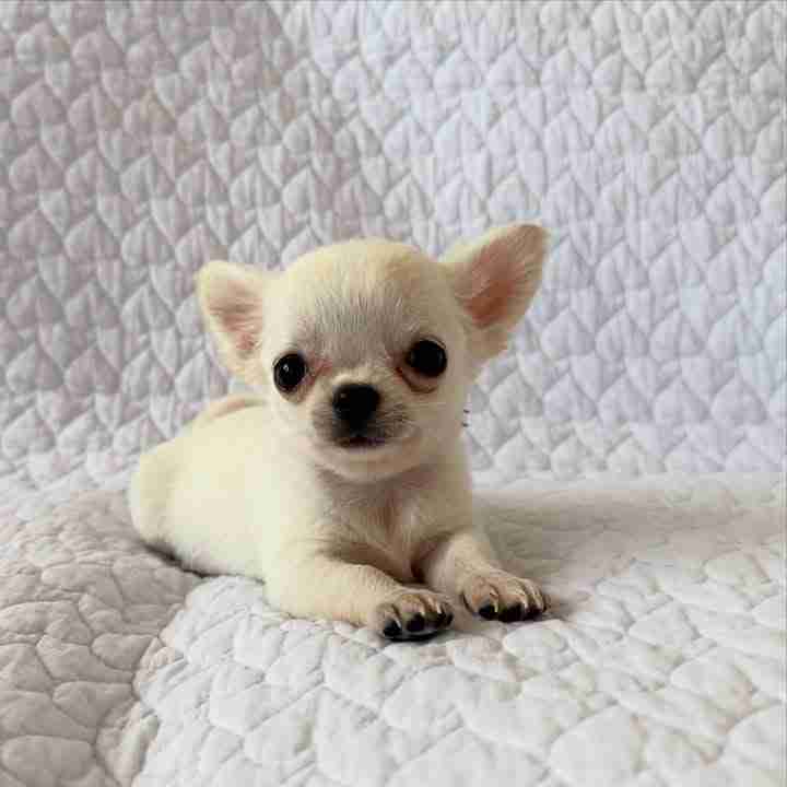 Chihuahua puppy