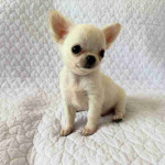 Chihuahua puppy