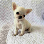 Chihuahua puppy