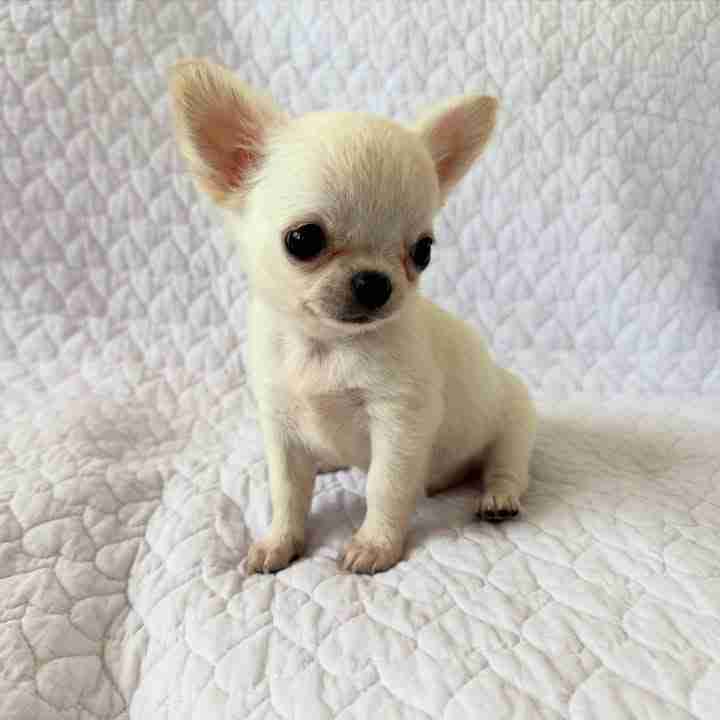 Chihuahua puppy