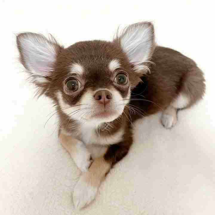 Chihuahua puppy!