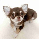 Chihuahua puppy!