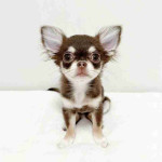 Chihuahua puppy!