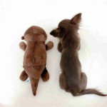 Chihuahua puppy!