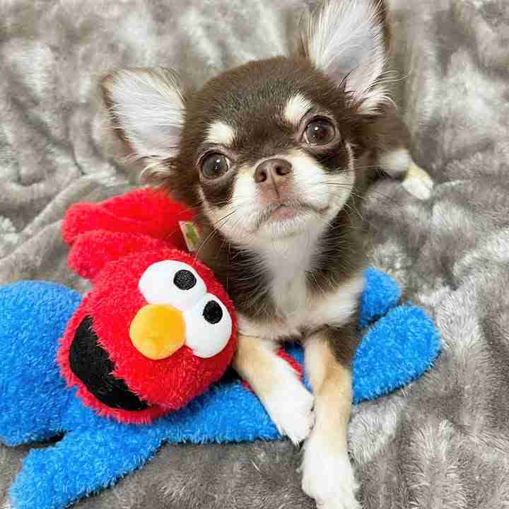 Chihuahua puppy!