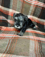 Schnauzer puppy!