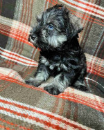 Schnauzer puppy!