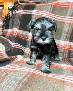 Schnauzer puppy!