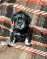 Schnauzer puppy!