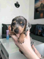Dachshund puppies for Adoption!