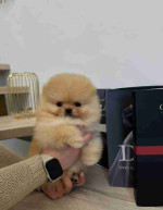 Pomeranian puppies available for Adoption!