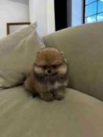 Pomeranian puppies available for Adoption!