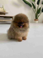 Pomeranian puppies available for Adoption!