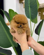 Pomeranian puppies available for Adoption!