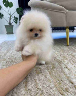 Pomeranian puppies available for Adoption!