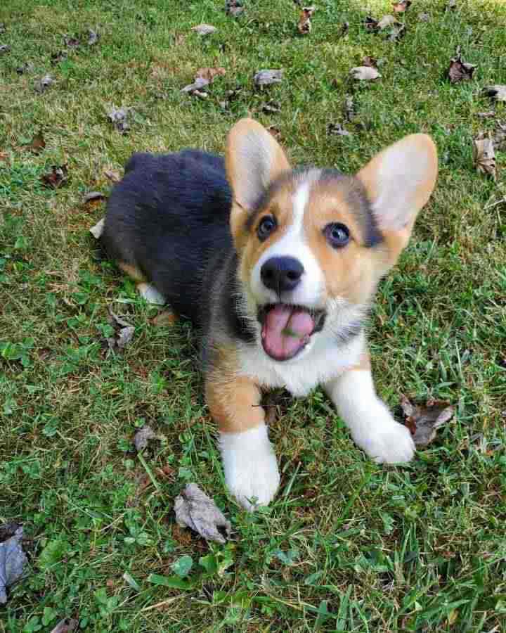 Pembroke Welsh Corgi Puppies Ready For New Homes.